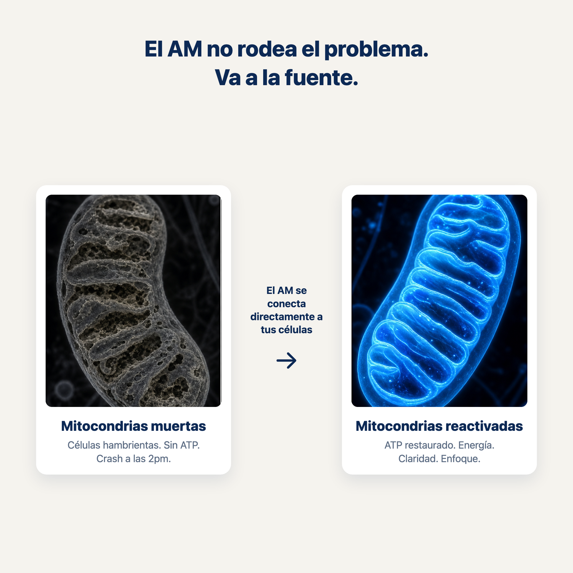 El AM va a la fuente — mitocondrias